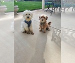 Small #6 Maltese Mix