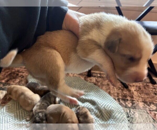 Medium Photo #8 Australian Shepherd-Plott Hound Mix Puppy For Sale in Mount Airy, NC, USA