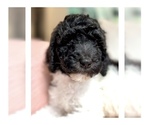 Puppy Jasmine Goldendoodle