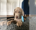 Small Photo #16 Weimaraner Puppy For Sale in FITZGERALD, GA, USA