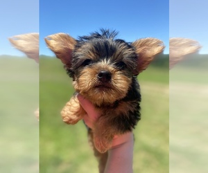 Yorkshire Terrier Puppy for sale in LAWRENCEBURG, TN, USA