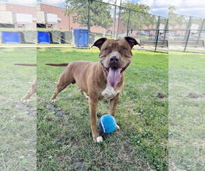 American Staffordshire Terrier-Unknown Mix Dogs for adoption in Perth Amboy, NJ, USA