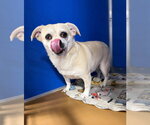 Small #1 Chihuahua Mix