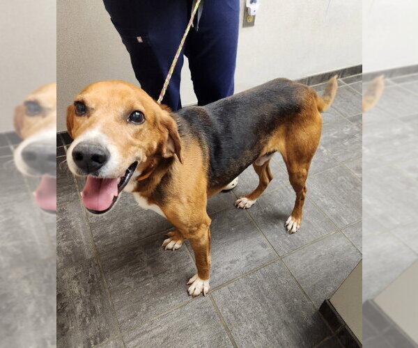 Medium Photo #1 Treeing Walker Coonhound Puppy For Sale in Fairfax, VA, USA