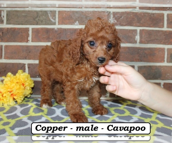 Medium Photo #2 Cavapoo (Miniature) Puppy For Sale in CLARKRANGE, TN, USA