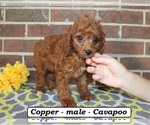 Copper - Male Cavapoo (Miniature) Puppy for Sale - Photo #2