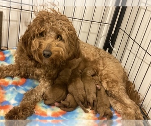 Mother of the Goldendoodle puppies born on 01/13/2022