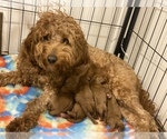 Small Photo #1 Goldendoodle Puppy For Sale in SHINGLE SPGS, CA, USA