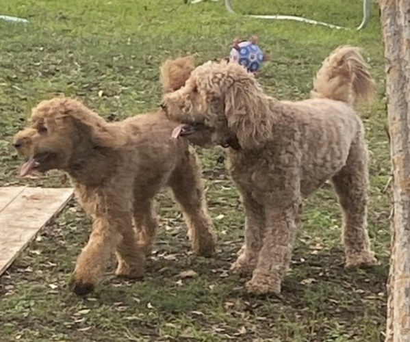 Medium Photo #8 Goldendoodle Puppy For Sale in SACRAMENTO, CA, USA