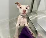 Small American Pit Bull Terrier