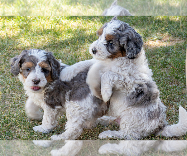Medium Photo #5 Bernedoodle (Miniature) Puppy For Sale in ROY, UT, USA