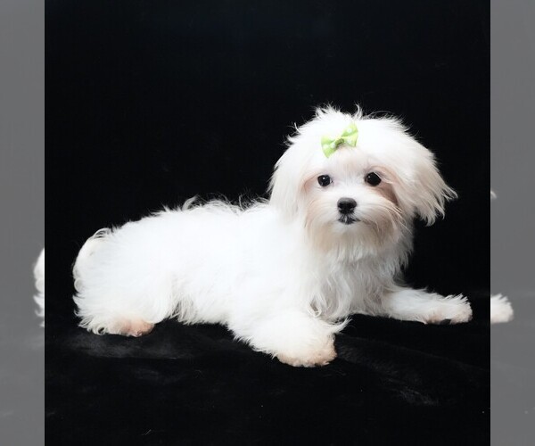 Medium Photo #3 Maltese Puppy For Sale in ROCK VALLEY, IA, USA