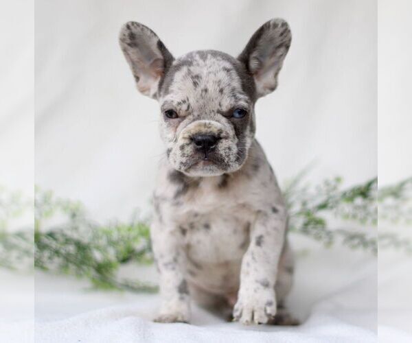 Medium Photo #3 French Bulldog Puppy For Sale in EAST EARL, PA, USA