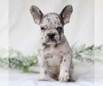 Small Photo #3 French Bulldog Puppy For Sale in EAST EARL, PA, USA