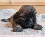 Small Photo #25 Shih Tzu Puppy For Sale in MANES, MO, USA