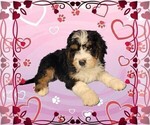 Small #5 Bernedoodle
