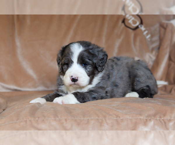 Medium Photo #5 Bernedoodle Puppy For Sale in BERLIN, NJ, USA