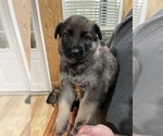 Small Photo #24 German Shepherd Dog Puppy For Sale in MADISON HEIGHTS, VA, USA