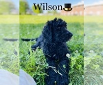 Small Photo #9 Labradoodle-Poodle (Standard) Mix Puppy For Sale in COOKEVILLE, TN, USA