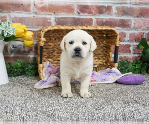 Medium Photo #2 Labrador Retriever Puppy For Sale in SYRACUSE, IN, USA