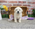 Small #1 Labrador Retriever