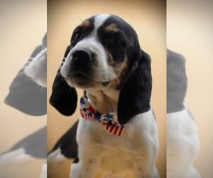Coonhound Dogs for adoption in Lexington Park, MD, USA