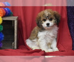 Small #4 Cavachon