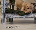 Puppy 4 Doodle-Goldendoodle Mix