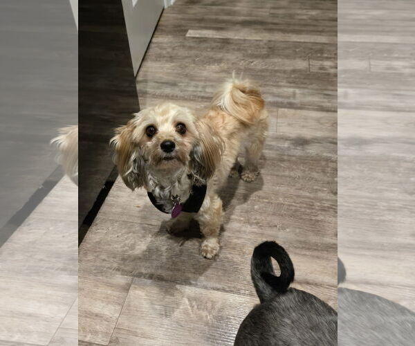 Medium Photo #2 Havanese Puppy For Sale in St. Louis Park, MN, USA