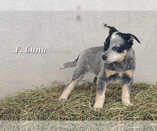 Medium Photo #1 Australian Cattle Dog Puppy For Sale in NATHALIE, VA, USA