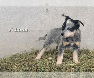 Australian Cattle Dog Puppy for sale in NATHALIE, VA, USA
