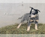 Small Australian Cattle Dog