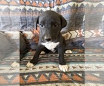 Small #1 Border-Aussie