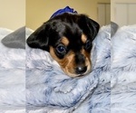 Puppy Royal Blue Boy Dachshund