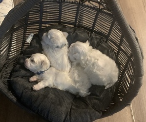 Maltese-Maltipoo Mix Puppy for sale in WASHINGTON, DC, USA