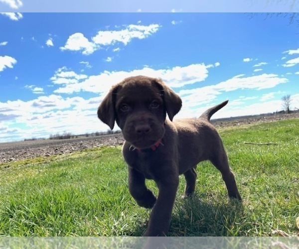 Medium Photo #2 Labrador Retriever Puppy For Sale in JANESVILLE, WI, USA