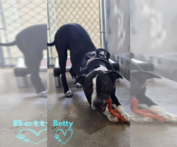 Medium Photo #4 Mutt Puppy For Sale in Monte Vista, CO, USA