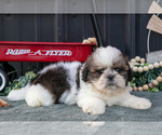Small #1 Shih Tzu