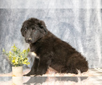 Puppy Glacier Gollie