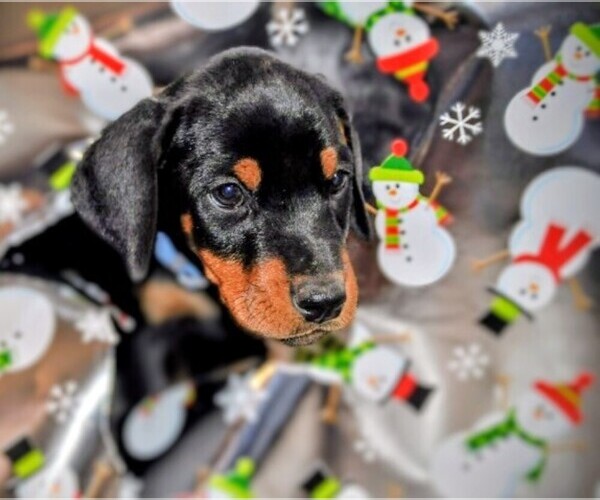 Medium Photo #2 Doberman Pinscher Puppy For Sale in CHICKASHA, OK, USA