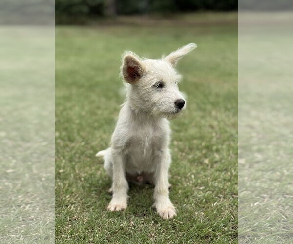 Medium Photo #3 Mutt Puppy For Sale in PIPE CREEK, TX, USA