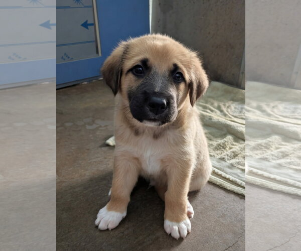 Medium Photo #2 Mutt Puppy For Sale in Chinook, MT, USA