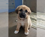 Small #1 Mutt