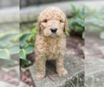 Small Photo #2 Goldendoodle Puppy For Sale in FORDLAND, MO, USA