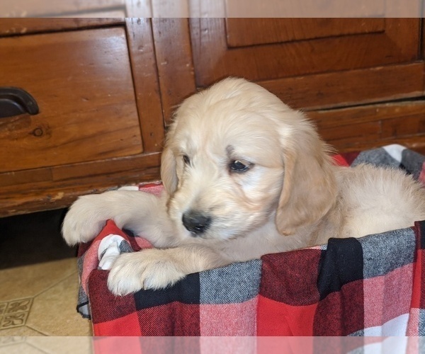 Medium Photo #1 Goldendoodle Puppy For Sale in PORT TREVORTON, PA, USA