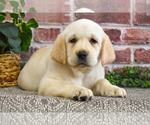 Small #3 Labrador Retriever