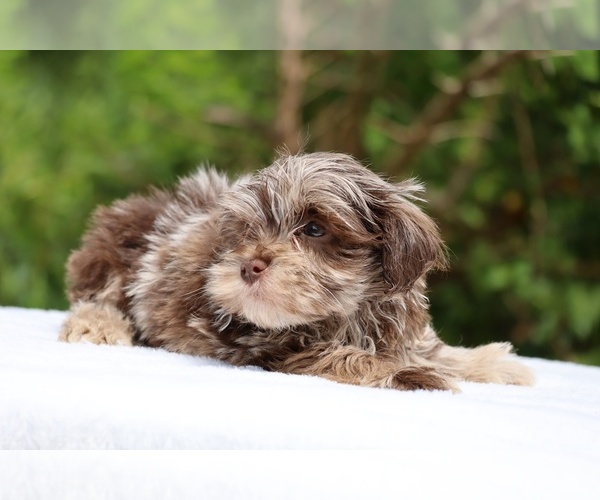 Medium Photo #22 ShihPoo Puppy For Sale in DYERSBURG, TN, USA