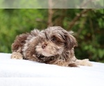 Small #21 ShihPoo
