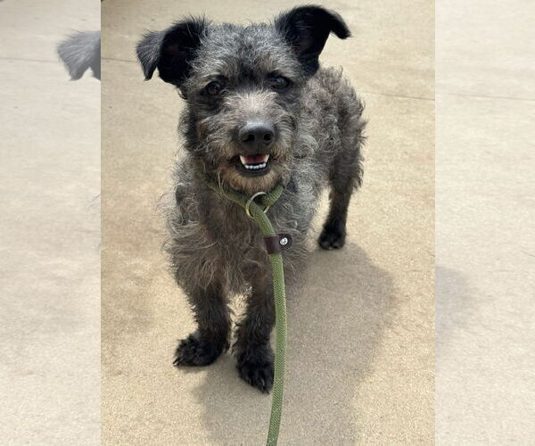 Medium Photo #10 Mutt Puppy For Sale in Newport Beach, CA, USA