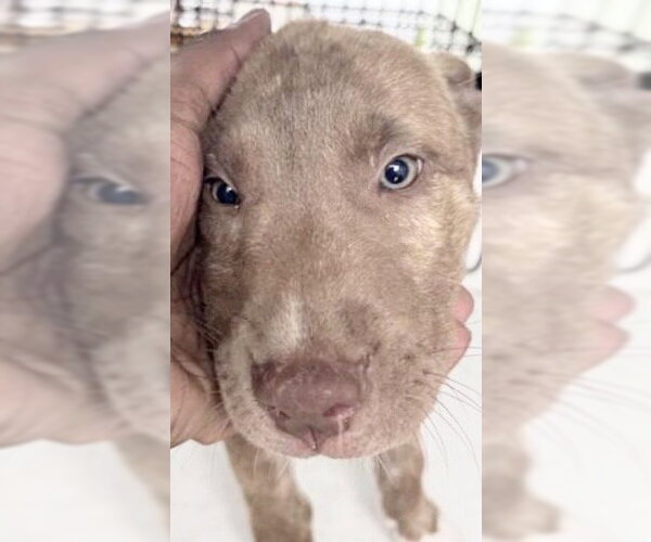 Medium Photo #1 American Pit Bull Terrier-Black Mouth Cur Mix Puppy For Sale in Houston, TX, USA